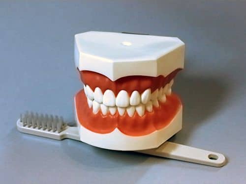 Teeth Model and Brush